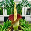 Think Stink: Corpse Flower Is Blooming At NY Botanical Garden Right Now!
